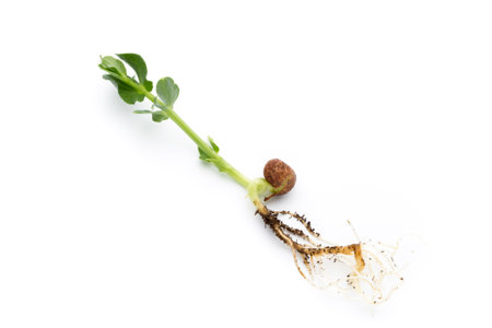 Organic pea sprouts in white backround.の写真素材