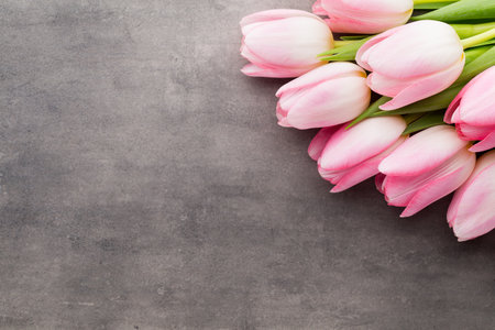 Pink tulips on the grey  background.の写真素材