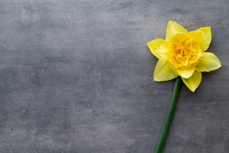 Yellow daffodils on a grey background. Easter greeting card.の写真素材