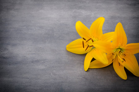 Lily flower with buds on a gray background.の写真素材