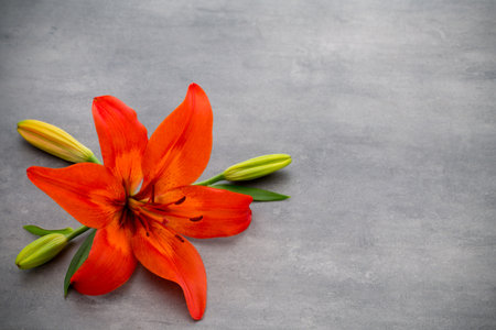 Lillyflower with buds on a gray background.の写真素材