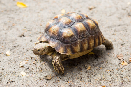 Turtle on the wild safari park.