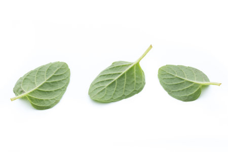Fresh raw mint leaves isolated on white background