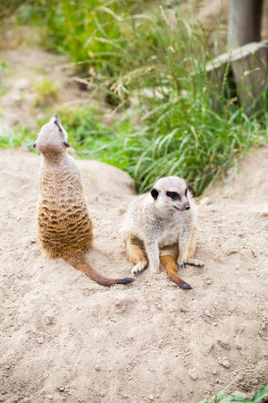 Wildlife animal.  Suricate family everyday.の写真素材