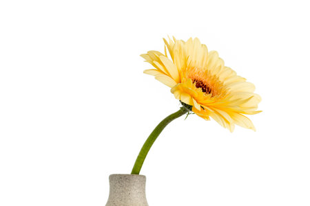 Gerbera flower on the vase, isolated white background.の写真素材