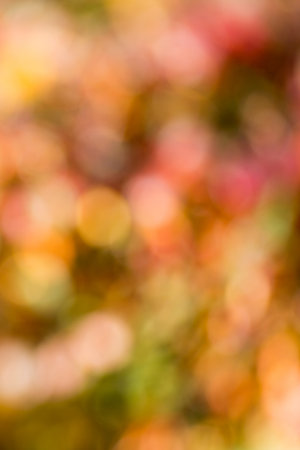 Autumn bright bokeh background. Natural beauty background.の写真素材