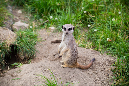 Wildlife animal.  Suricate family everyday.