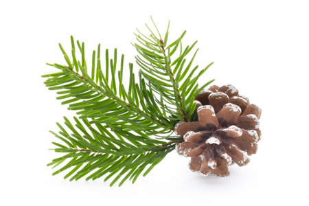 Fir tree branch and cones isolated on white background.