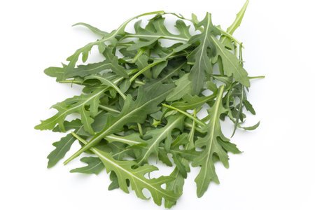 Fresh dill on the white background.の写真素材