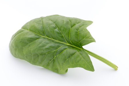 green leaves of spinach isolated on white background.の写真素材