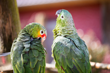Parrot portrait of bird. Wildlife scene from tropic nature.の写真素材