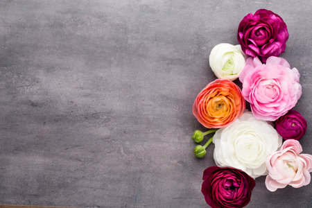 Beautiful flowers, more colored ranunculus on a gray background.