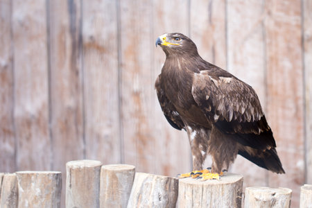 Spanish imperial eagle - Hunting eagle.
