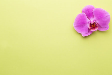 Pink beautiful orchid on colored background.の写真素材