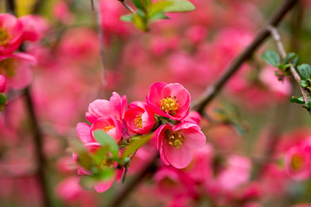 Cherry blossom in spring for background.の写真素材