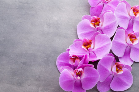 Pink beautiful orchid on colored background.の写真素材