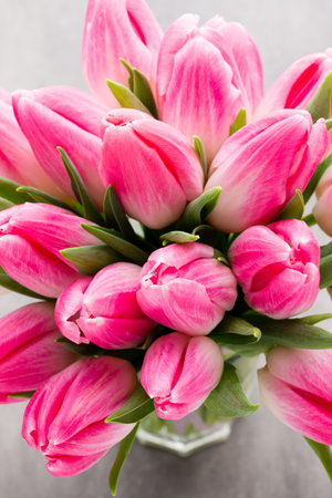Pink tulip on the grey background.の写真素材