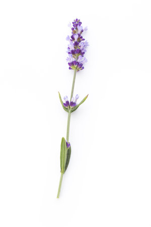 Lavender flowers on a white background.の写真素材