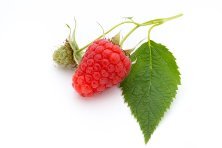 Raspberry isolated on white background.の写真素材