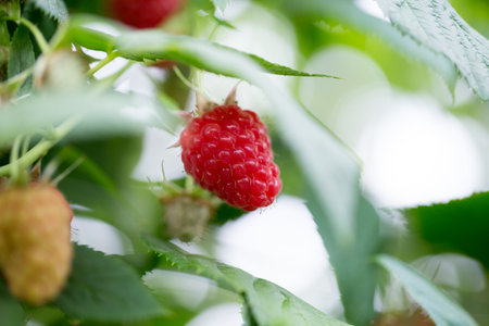 Eco raspberry ripe close up in the garden.