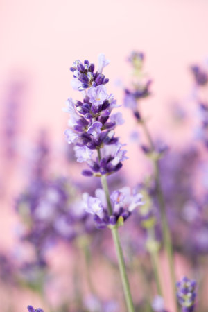 Lavender flowers on a white background.の写真素材