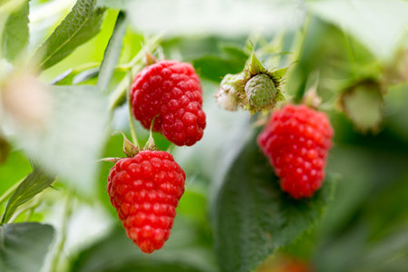 Eco raspberry ripe close up in the garden.