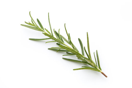 Rosemary isolated on white background, Top view.の写真素材