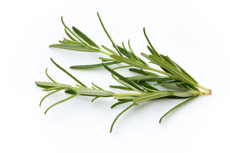 Rosemary isolated on white background, Top view.の写真素材