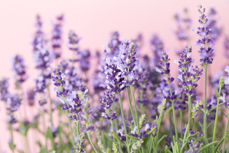 Lavender flowers on a white background.の写真素材
