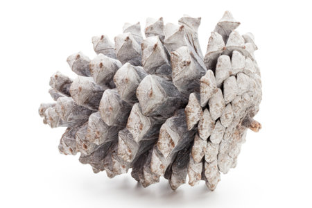 Christmas decor,  pine cone on white background.の写真素材
