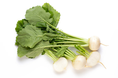 Fresh white round Daikon radish on white background.の写真素材