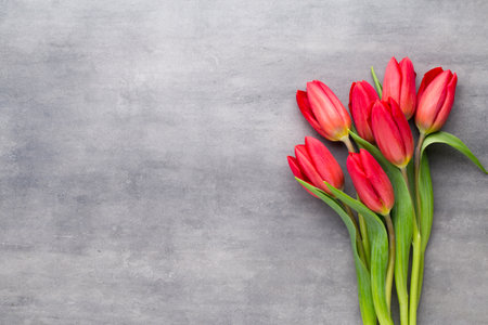 Multicolored spring flowers, tulip on a gray background.の写真素材