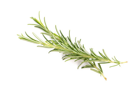 Rosemary bio herb on the white background.の写真素材