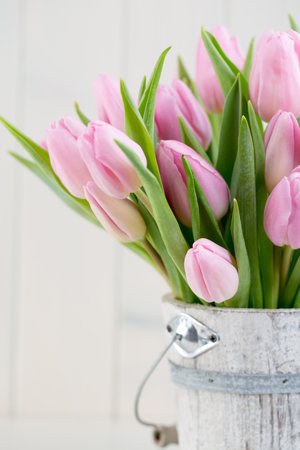 Spring easter tulips in bucket on white vintage background.の写真素材