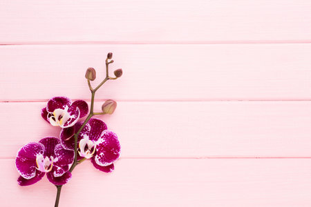 Orchid on a white background. Spa and wellnes scene.の写真素材
