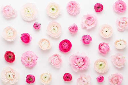 Beautiful colored ranunculus flowers on a white background. Valentines day greeting card.の写真素材