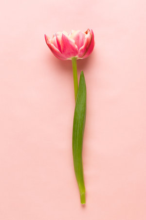 Spring flowers. Tulips on pastel colors background. greeting card Retro vintage style. Mother day, easter greeting card.の写真素材