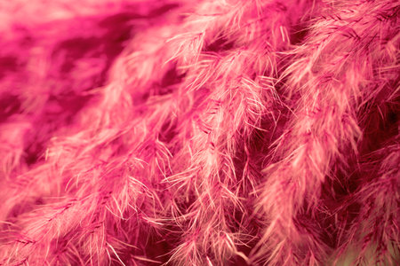Living coral feather abstract background. Studio macro shoot.の写真素材