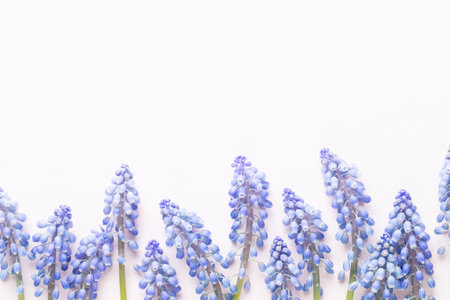 Spring blue muscari flowers. Muscari flowers on pink pastel background. Spring greeting cardの写真素材
