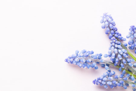 Spring blue muscari flowers. Muscari flowers on pink pastel background. Spring greeting cardの写真素材