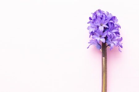 Pink Hyacinth flower, Spring flowers. The perfume of blooming hyacinths is a symbol of early spring....