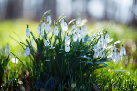 Snowdrop spring flowers. Beautifull snowdrop flower growing in snow in early spring forest. Fresh green well complementing the white Snowdrop blossoms.の写真素材