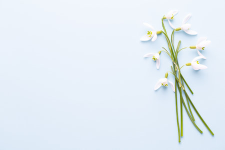 Fresh snowdrops on blue background with place for text. Spring greeting card. Flat lay.の写真素材