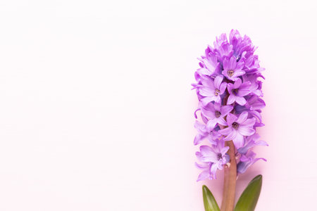 Pink Hyacinth flower, Spring flowers. The perfume of blooming hyacinths is a symbol of early spring. Greeting card, Flat lay.の写真素材