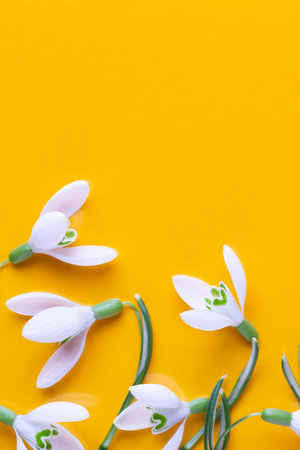 Fresh snowdrops flowers on yellow background with place for text. Spring greeting card. Flat lay.の写真素材
