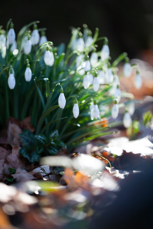 Snowdrop spring flowers. Beautifull snowdrop flower growing in snow in early spring forest. Fresh green well complementing the white Snowdrop blossoms.の写真素材