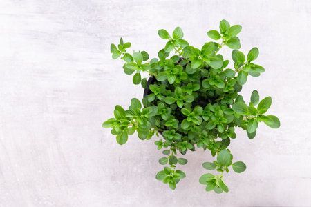 Parsley herb, basil, salvija, leaves, thyme,mint spice on white background.の写真素材
