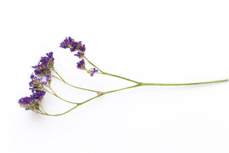 Dried flowers on white background. Flat lay, top view.