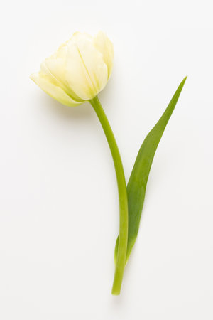 Spring flowers. Tulips on pastel colors background. greeting card Retro vintage style. Mother day, easter greeting card.の写真素材