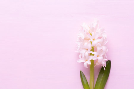 Pink Hyacinth flower, Spring flowers. The perfume of blooming hyacinths is a symbol of early spring. Greeting card, Flat lay.の写真素材
